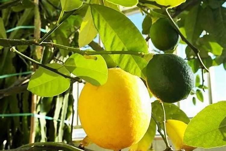 在柠檬树开花的时候,可以用磷酸二氢钾做肥料吗？