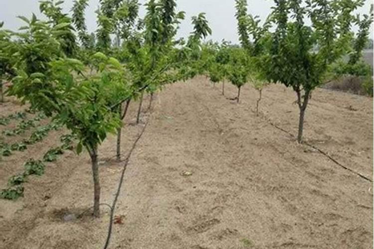 果树采用滴灌施肥有哪些好处？