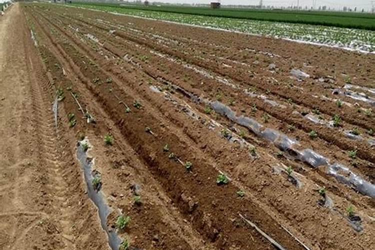 地膜覆盖栽培技术和滴灌技术结合下的马铃薯膜下滴灌优势介绍