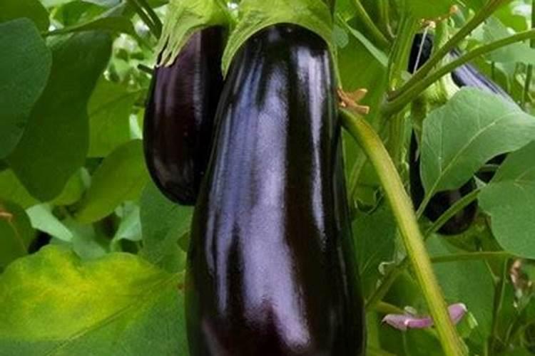 茄子最忌三种肥料