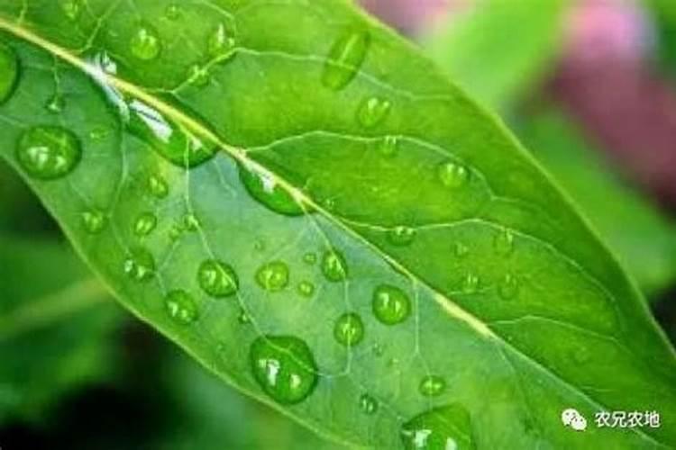叶面肥多少天可以植物吸收营养？
