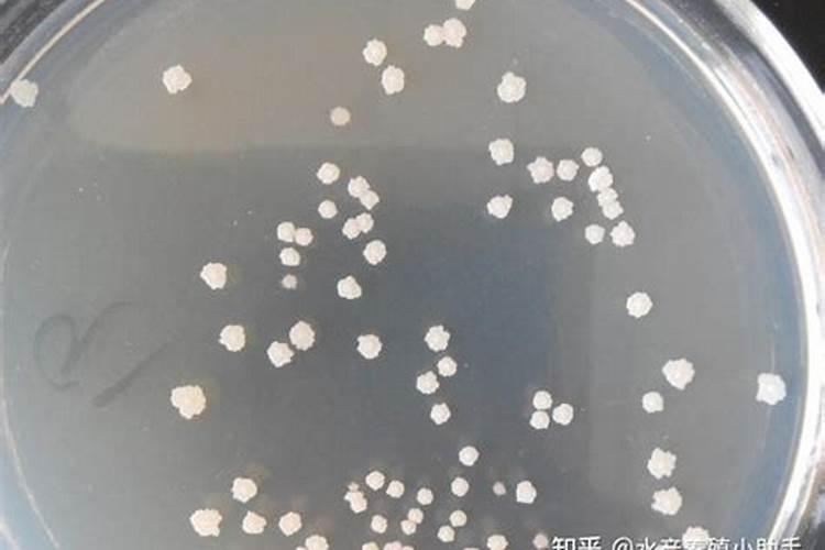 蜂房芽孢杆菌在水产中的作用