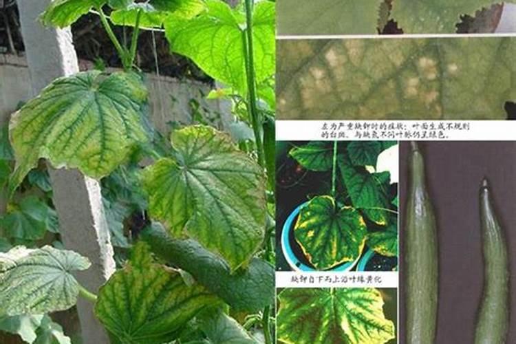 黄瓜钾肥不足的表现有哪些？