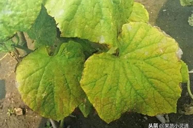 黄瓜缺钾有什么症状,发生条件,防治方法