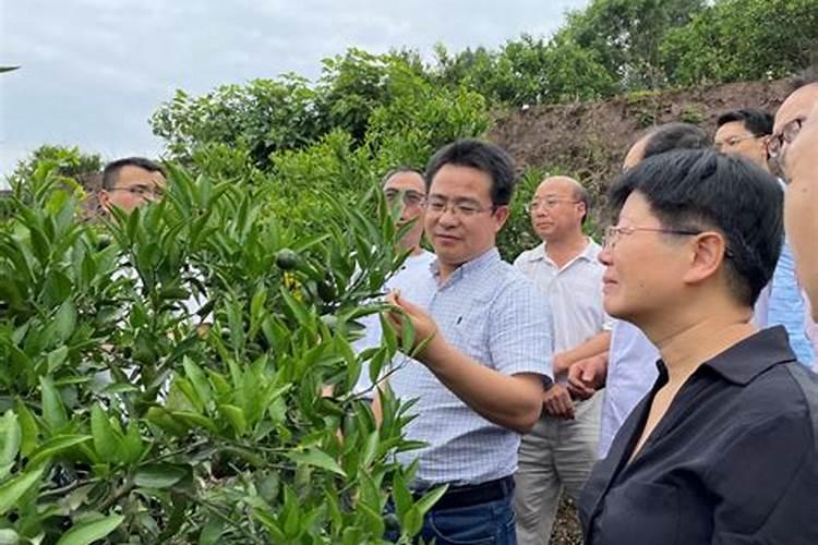 各位专家早上好!种柑橘,蔬菜各要哪一种磷肥打底好？过磷酸钙和钙镁磷肥...