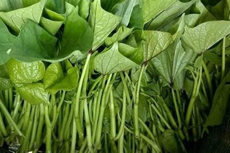 红薯叶多久淋一次肥料？