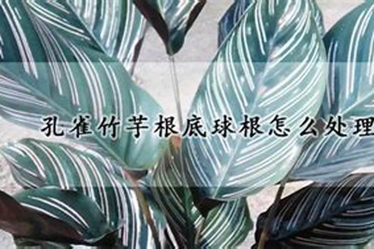 孔雀竹芋根底球根怎么处理？