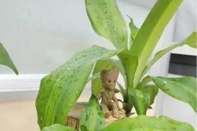 土豆水有氮肥吗能浇花吗？