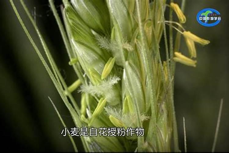 小麦授粉期能用液体氮肥吗？