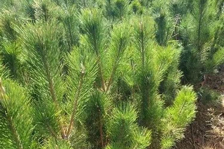湿地松种子每亩地用多少斤？