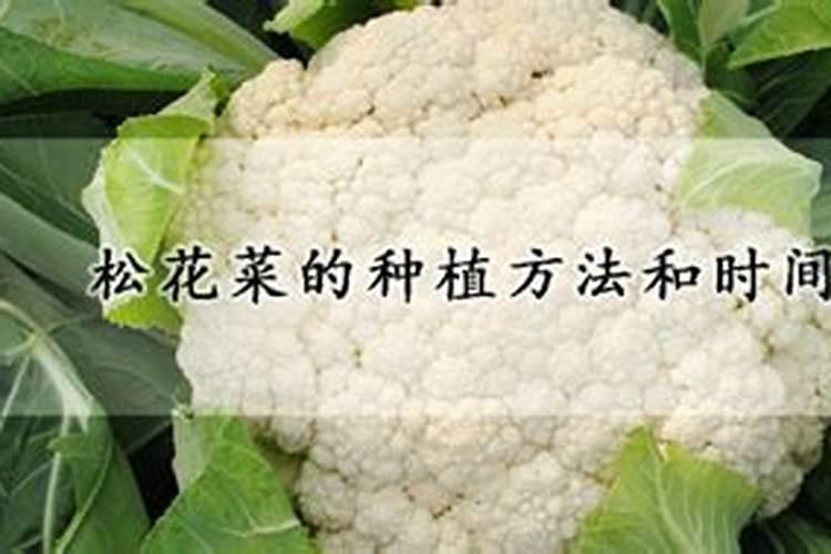 西安松花菜秋季种植时间