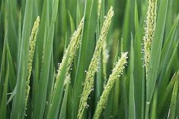 水稻在7月几号追穗肥,一亩地用肥多少斤？用什么肥料好