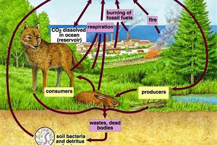 氮元素能在生物群落与无机环境中不断循环,为什么还要往农田中不断施加...