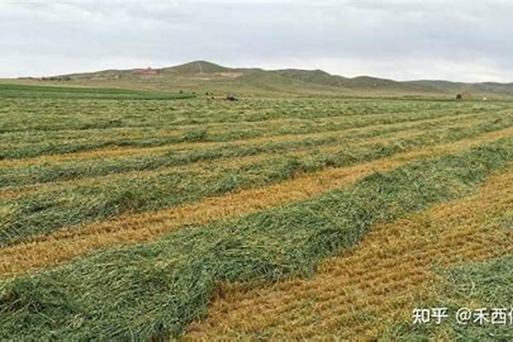 燕麦草怎么样施氮肥最好？