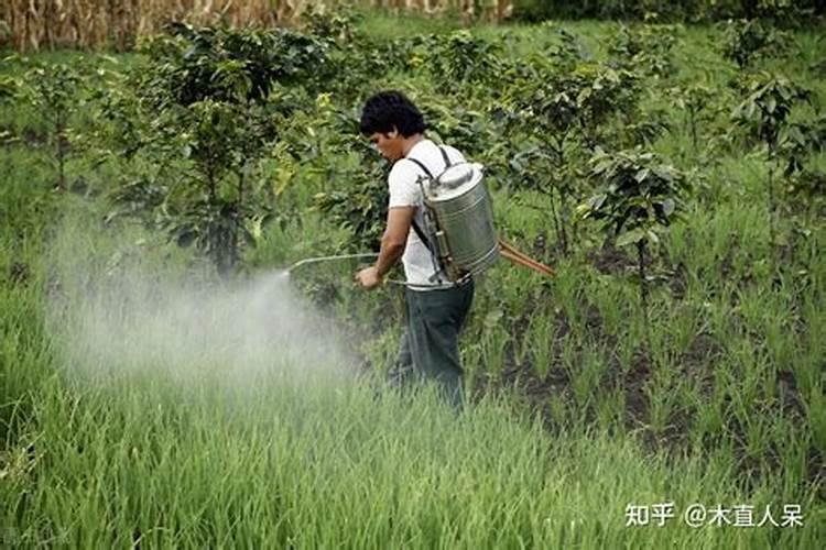 水稻苗床留有大豆药害如何解救