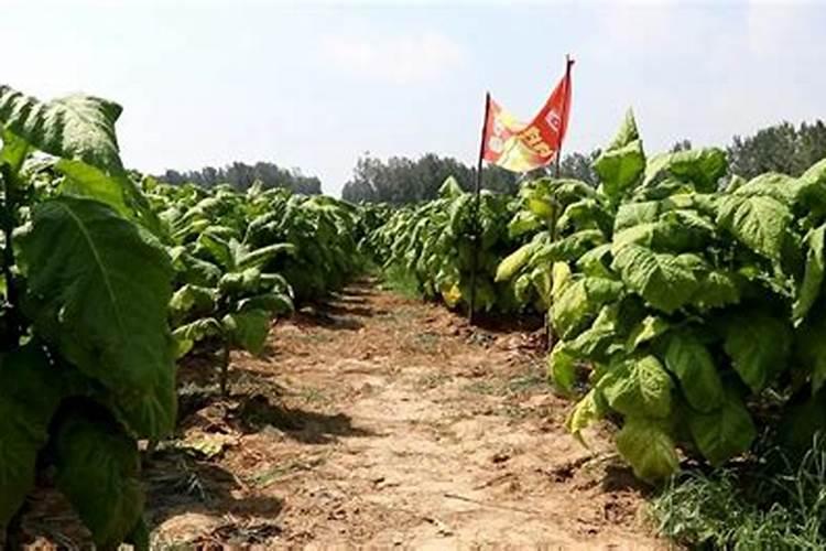 烟叶种植施肥过多怎么办