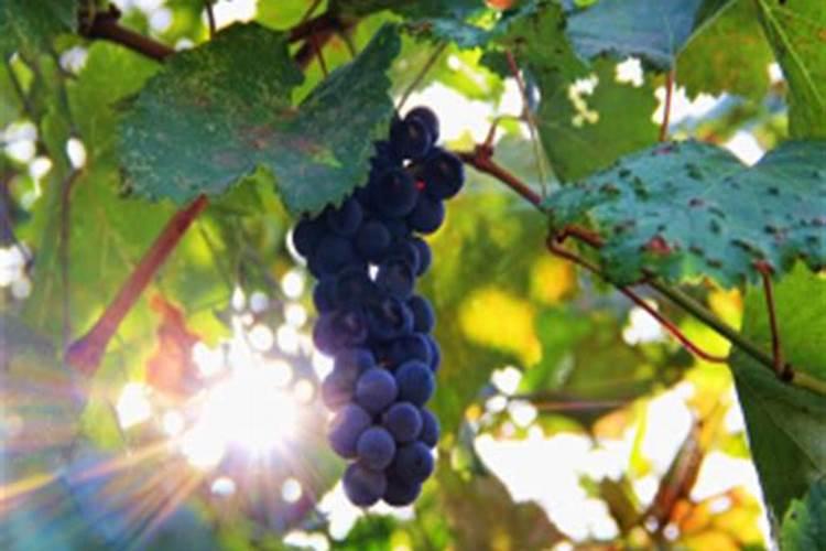 葡萄树施入硫酸钾多长时间被吸收完？