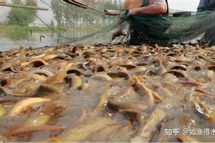 鱼塘水质发臭变黑是什么问题？如何处理 有哪位小伙伴知道