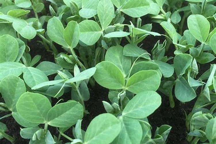 碗豆苗用什么肥料好