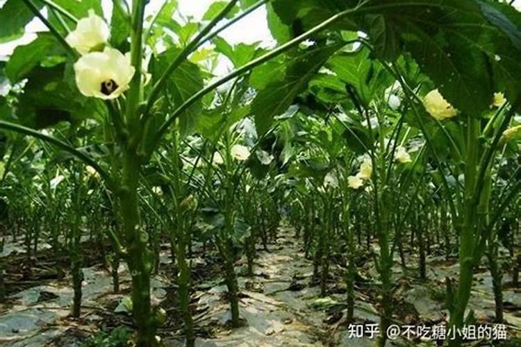 秋葵开花结果期施三个15复合肥好吗？