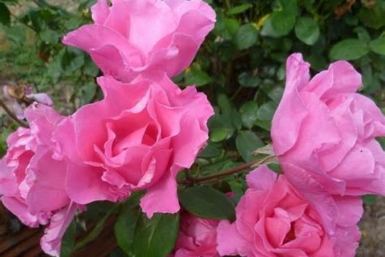 月季花怎么施肥