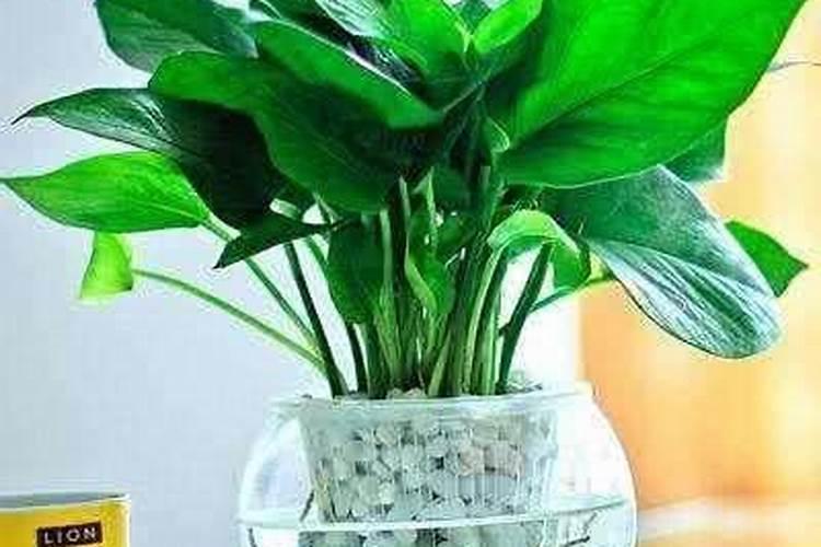 土壤活化剂可以给水培绿萝用吗