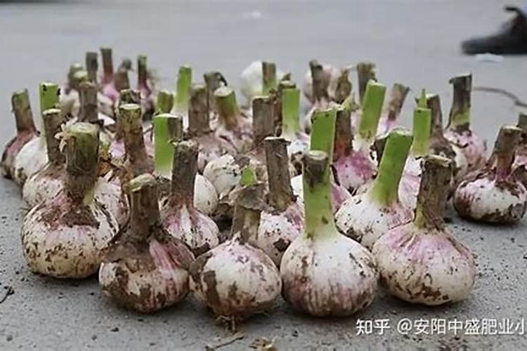 种大蒜能用氯化钾复合肥吗？