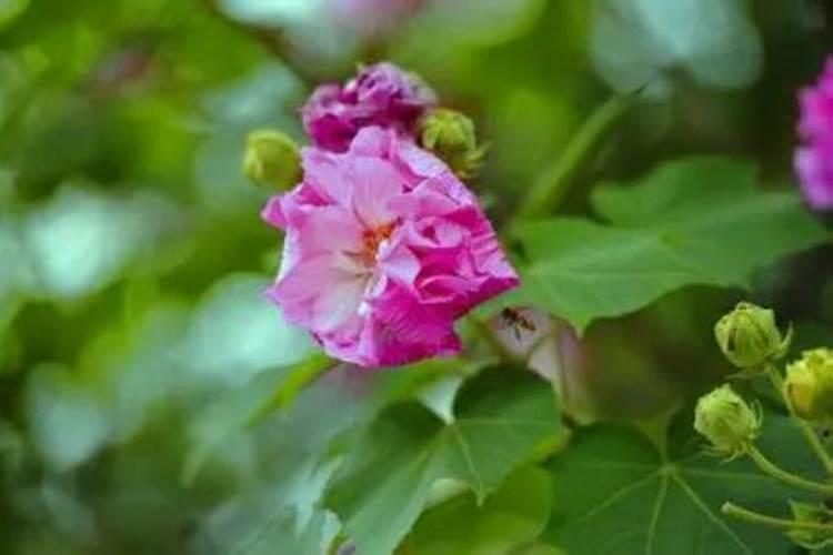 芙蓉花花期可以施肥吗 怎么施肥