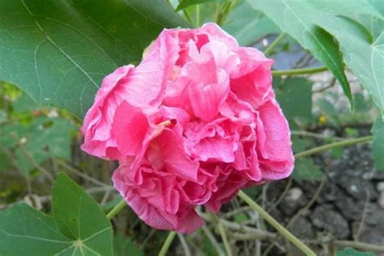 芙蓉花浇什么肥最好