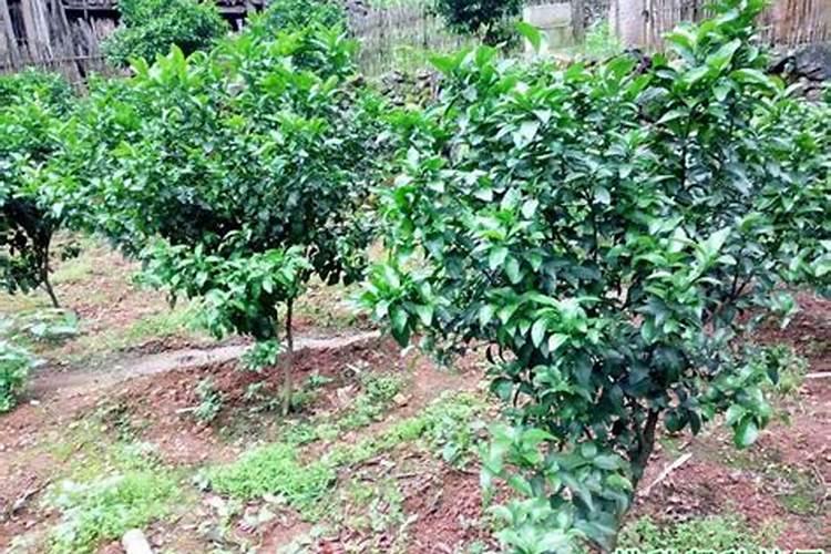 果树叶面肥喷施八注意 种果树需要注意什么