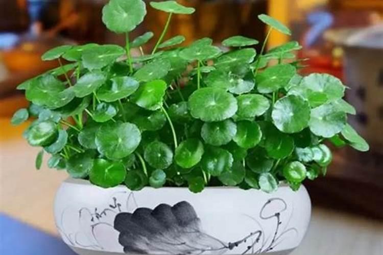 铜钱草水培方法施肥