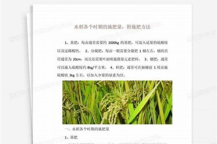 水稻各个时期的施肥量
