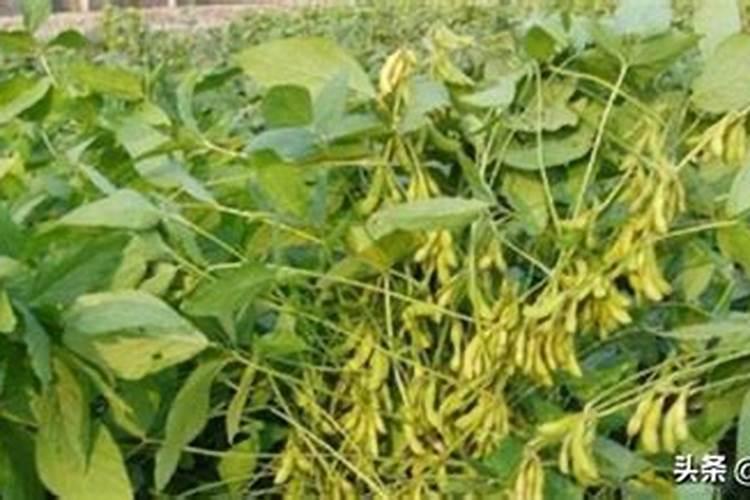 小粒黄豆高产栽培技术 有哪些病虫害防治方法