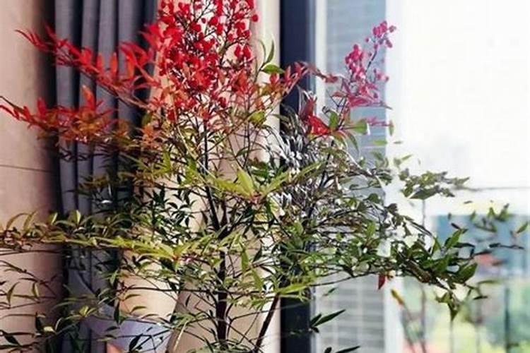 观叶盆景叶面喷施什么肥好？观叶盆景养护施肥方法