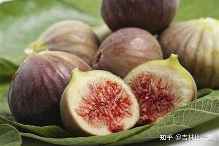 骨粉适合无花果吗？