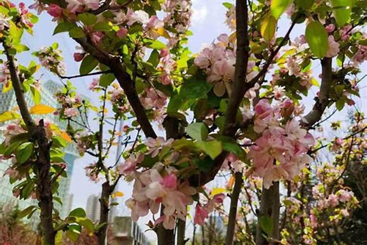 木本海棠什么时候施肥？
