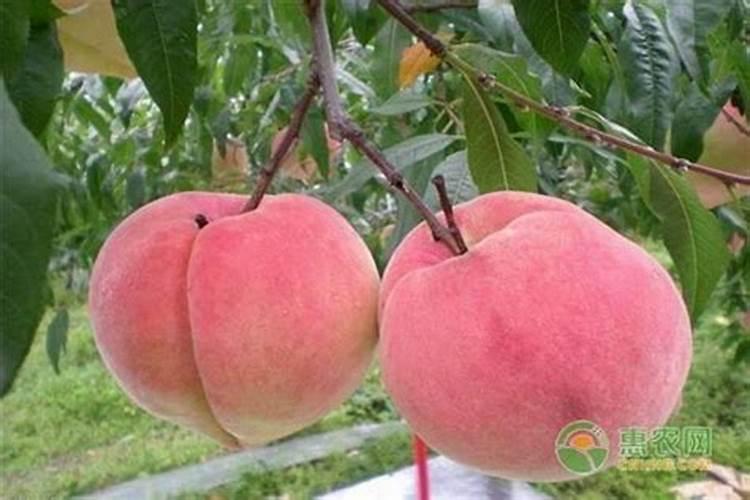 打什么叶面肥能使晚熟桃成熟的早