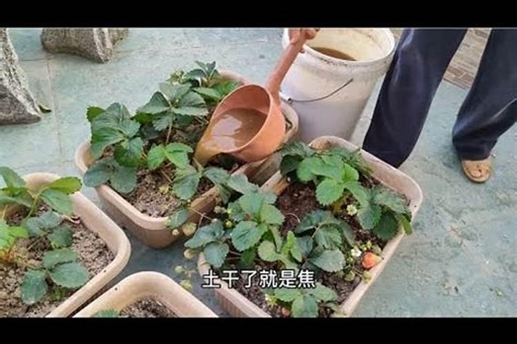 草莓施什么肥料长得又甜又大