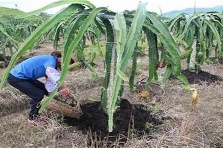 火龙果怎样施肥最合理