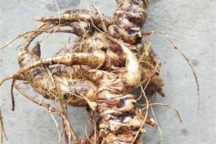 可以直接用生物有机肥育竹节参种子吗
