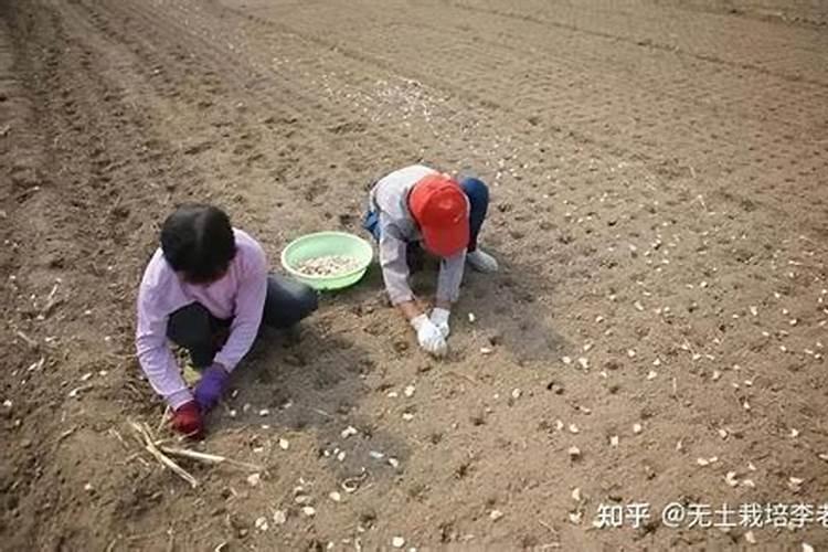 葱姜蒜专用肥施用方式有哪些？