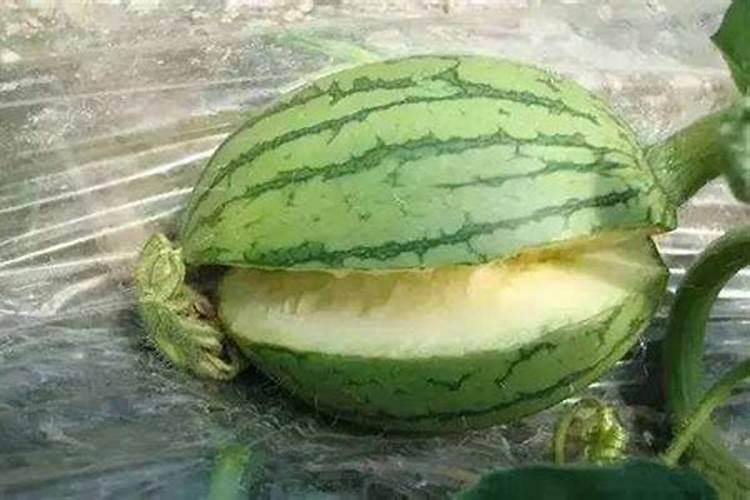 西瓜化瓜的主要原因是什么,怎样防治？