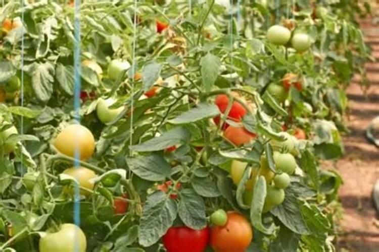 大棚西红柿定植后什么时候开始喷叶面肥？