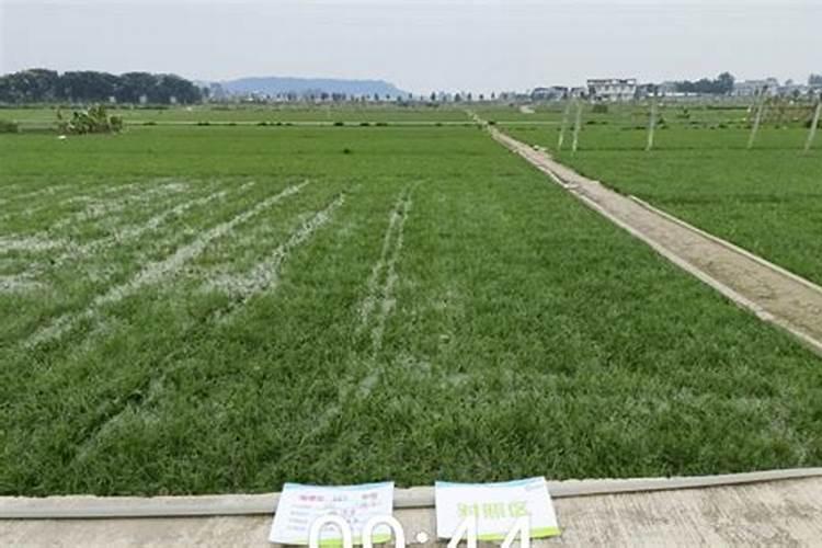 田植养482的种植效果怎么样？