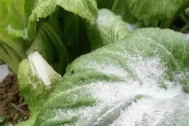 菜叶多久腐熟