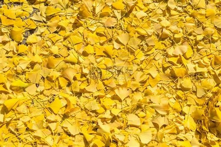 银杏叶落在地里不清理对地好吧能当肥料吧