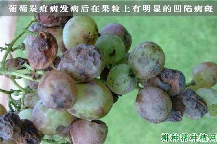 治疗葡萄炭疽病最好的杀菌药