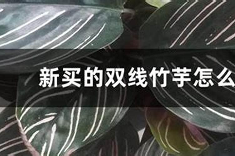 新买的竹芋怎么养