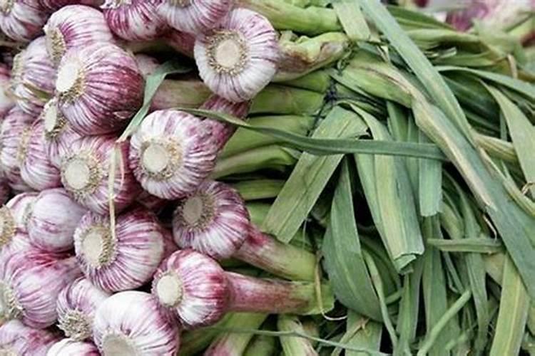 大蒜用什么肥做叶面肥料效果好？