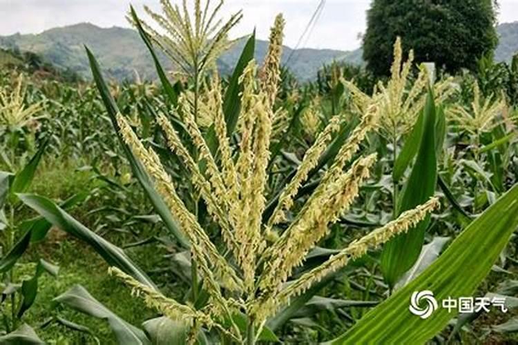 玉米开花前是否要加肥？